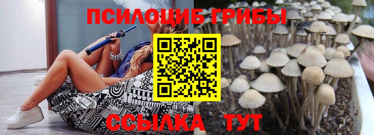 Псилоцибиновые грибы Psilocybe Хабаровск